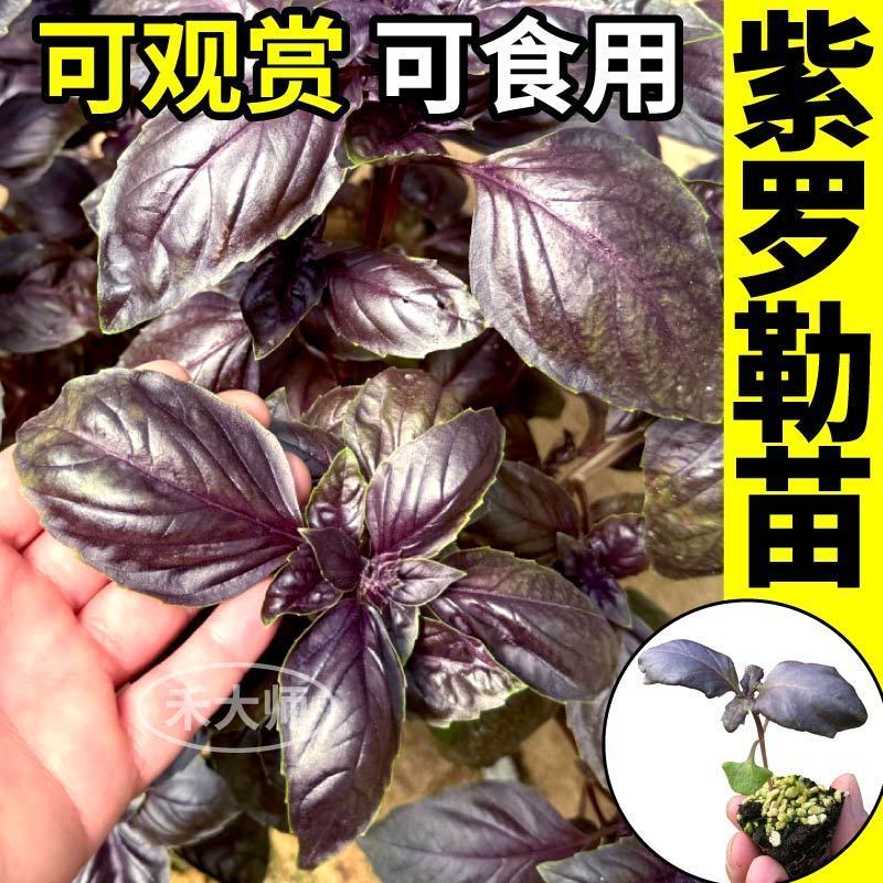 寿光大叶甜罗勒苗秧苗四季紫罗勒九层塔阳台小院观赏驱蚊食用