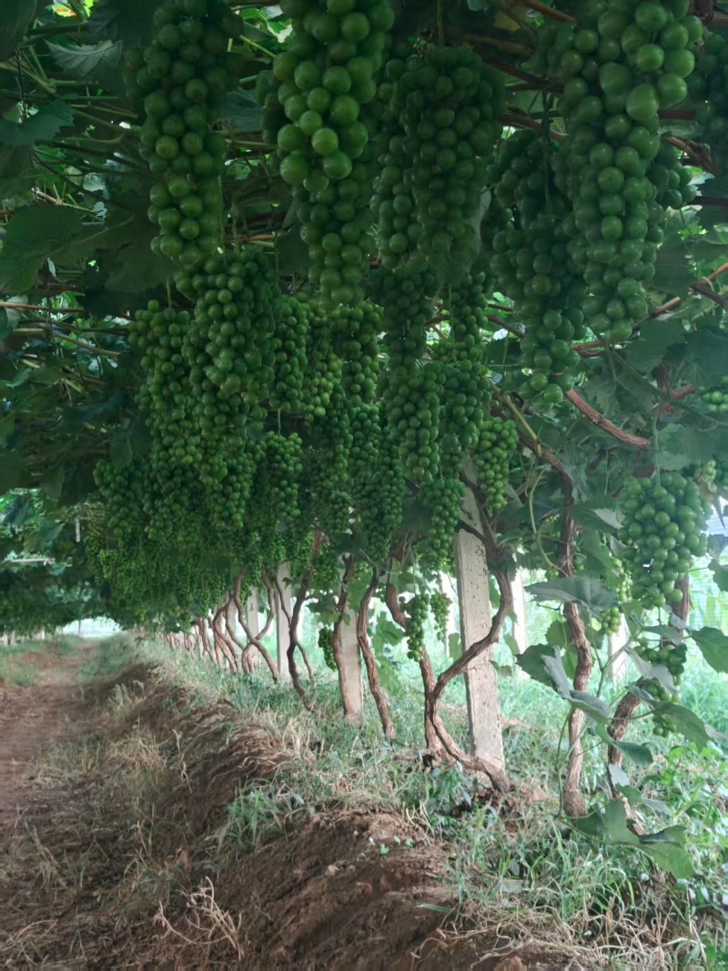 阳光玫瑰