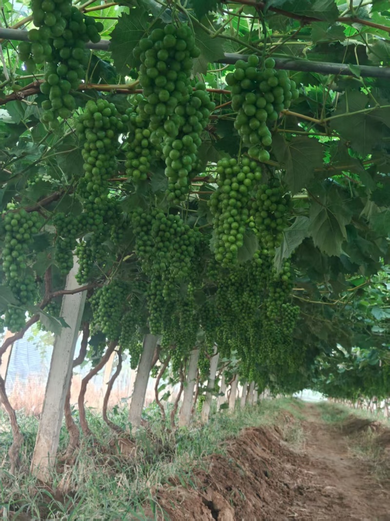 阳光玫瑰