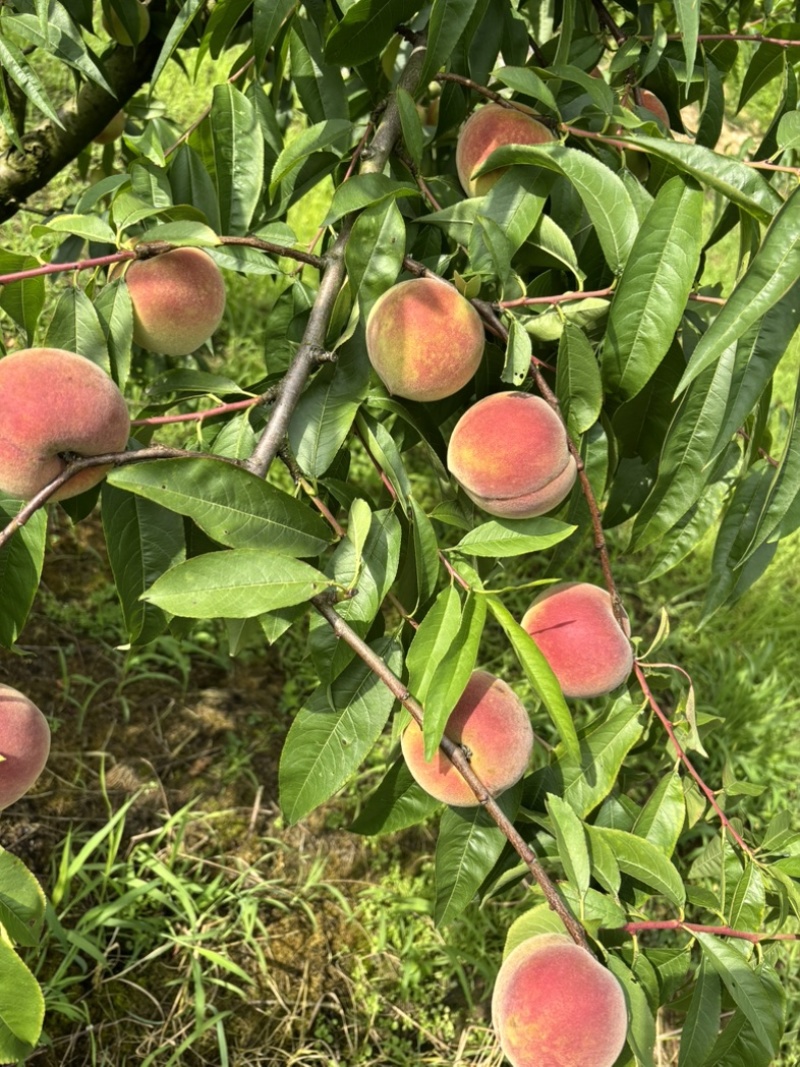 苹果桃