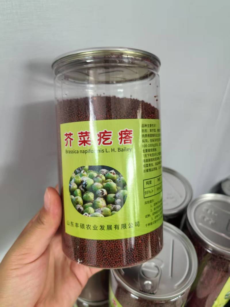 芥菜疙瘩种子