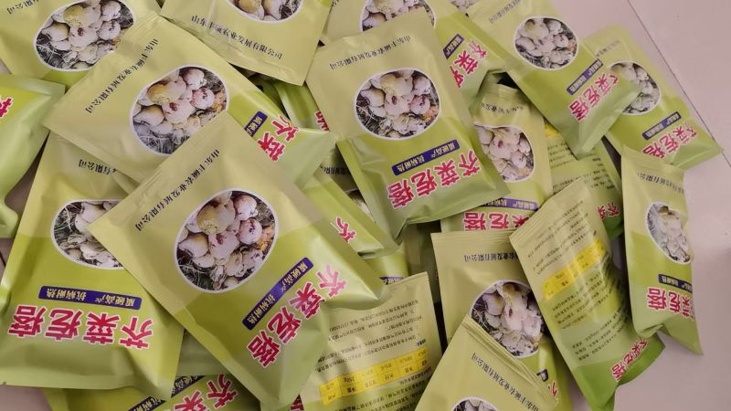 芥菜疙瘩种子