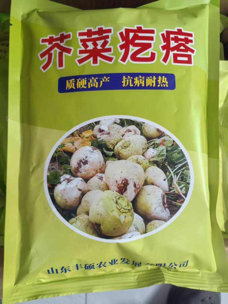 芥菜疙瘩种子