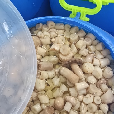 双孢菇，盐水菇根有需要的联系***********