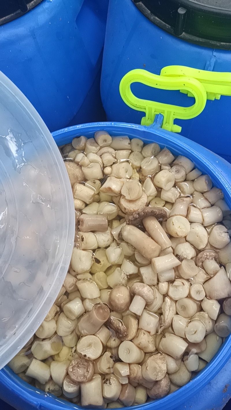 双孢菇，盐水菇根有需要的联系***********