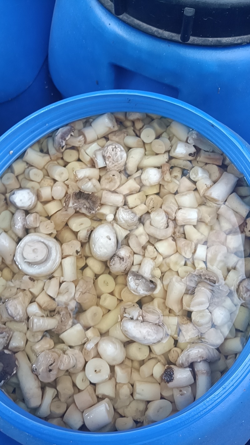 双孢菇，盐水菇根有需要的联系***********