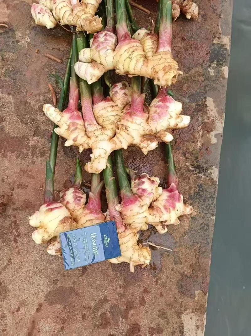 云南精品二黄姜，一手货源，品质保证，量大从优