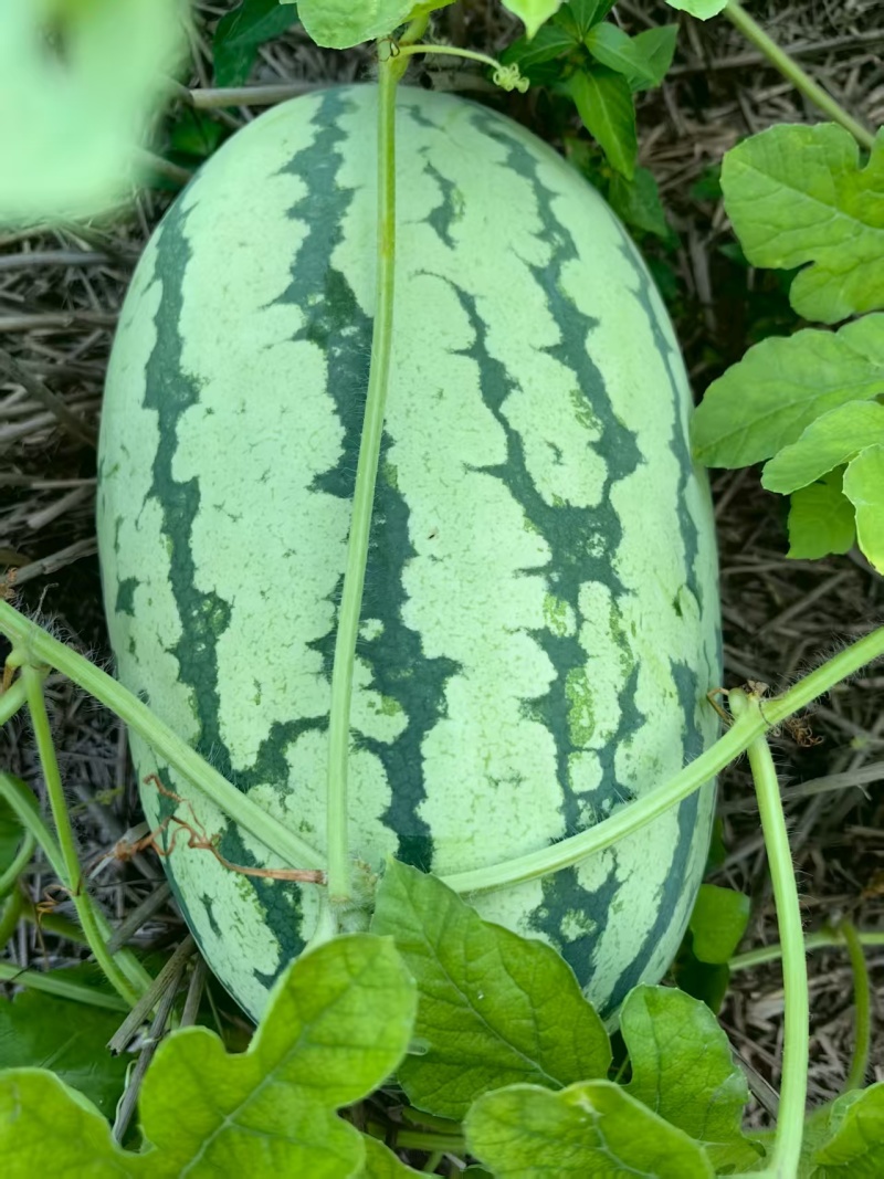 麒麟西瓜，黑皮无籽西瓜