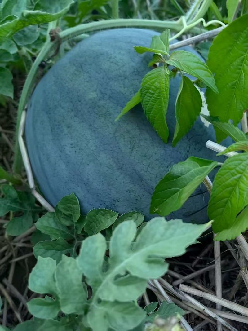 麒麟西瓜，黑皮无籽西瓜