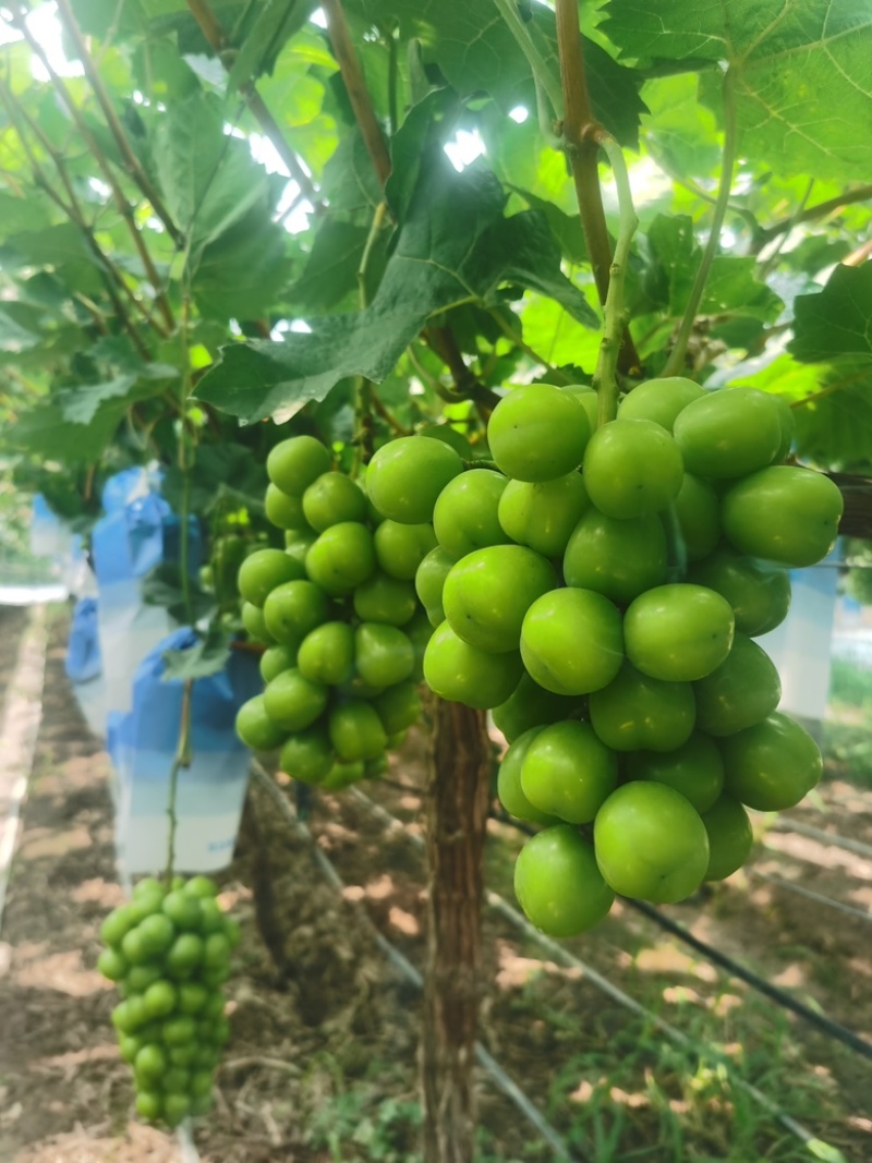 阳光玫瑰