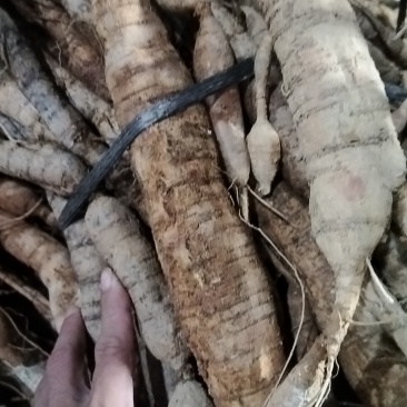 特大牛力厂