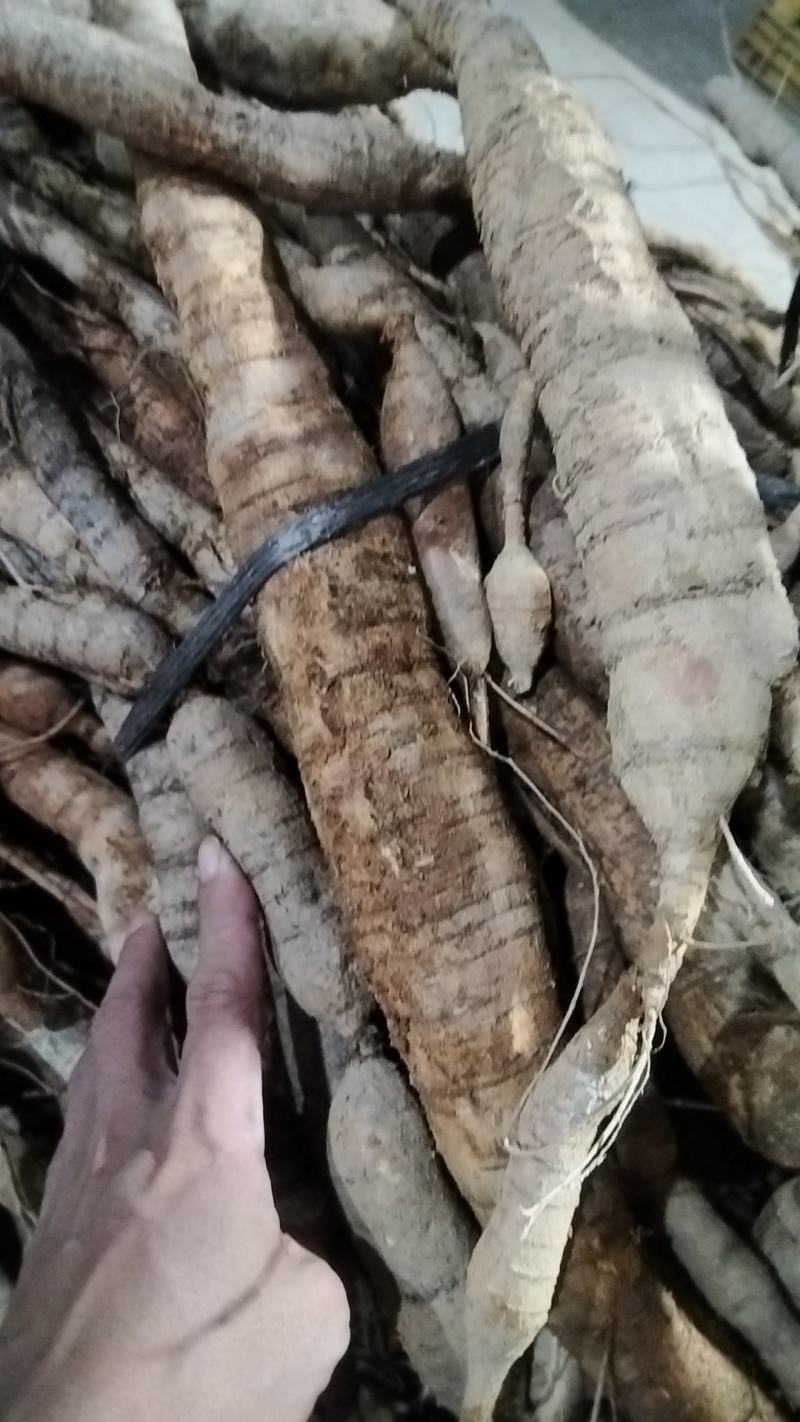 特大牛力厂