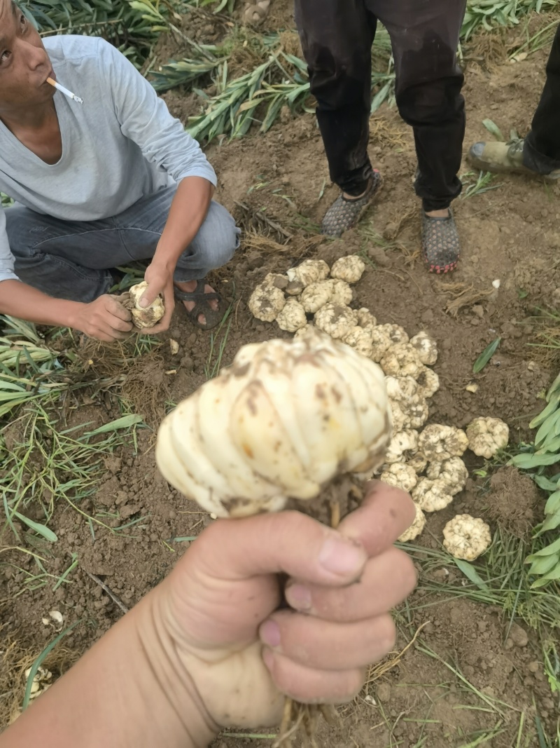 龙牙百合。