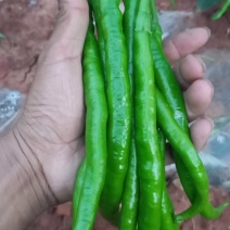 好线椒大量有货品质保障一手货源全国通发欢迎购买