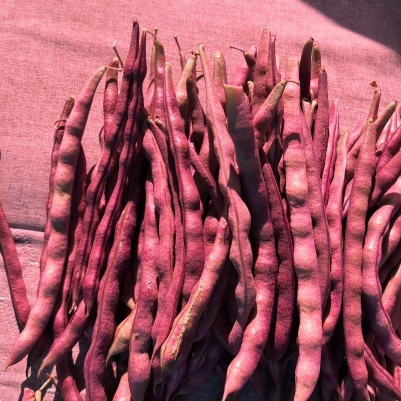 大紫袍豆角产地大量上市