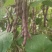 大紫袍豆角产地大量上市