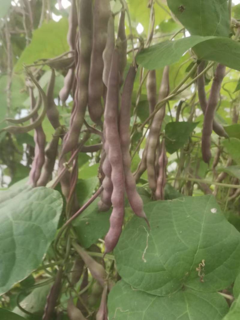 大紫袍豆角产地大量上市