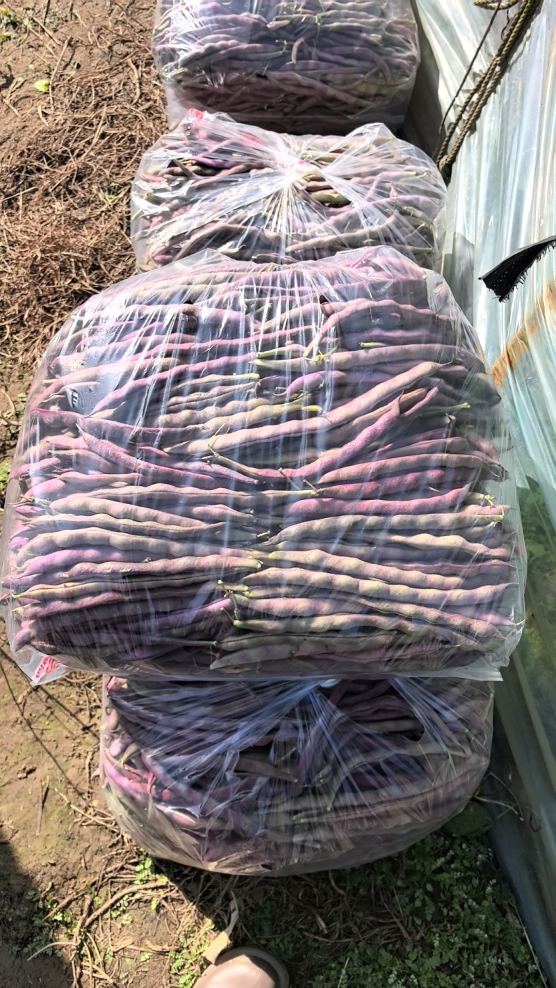 大紫袍豆角产地大量上市