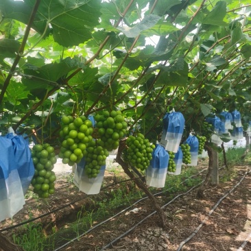 阳光玫瑰