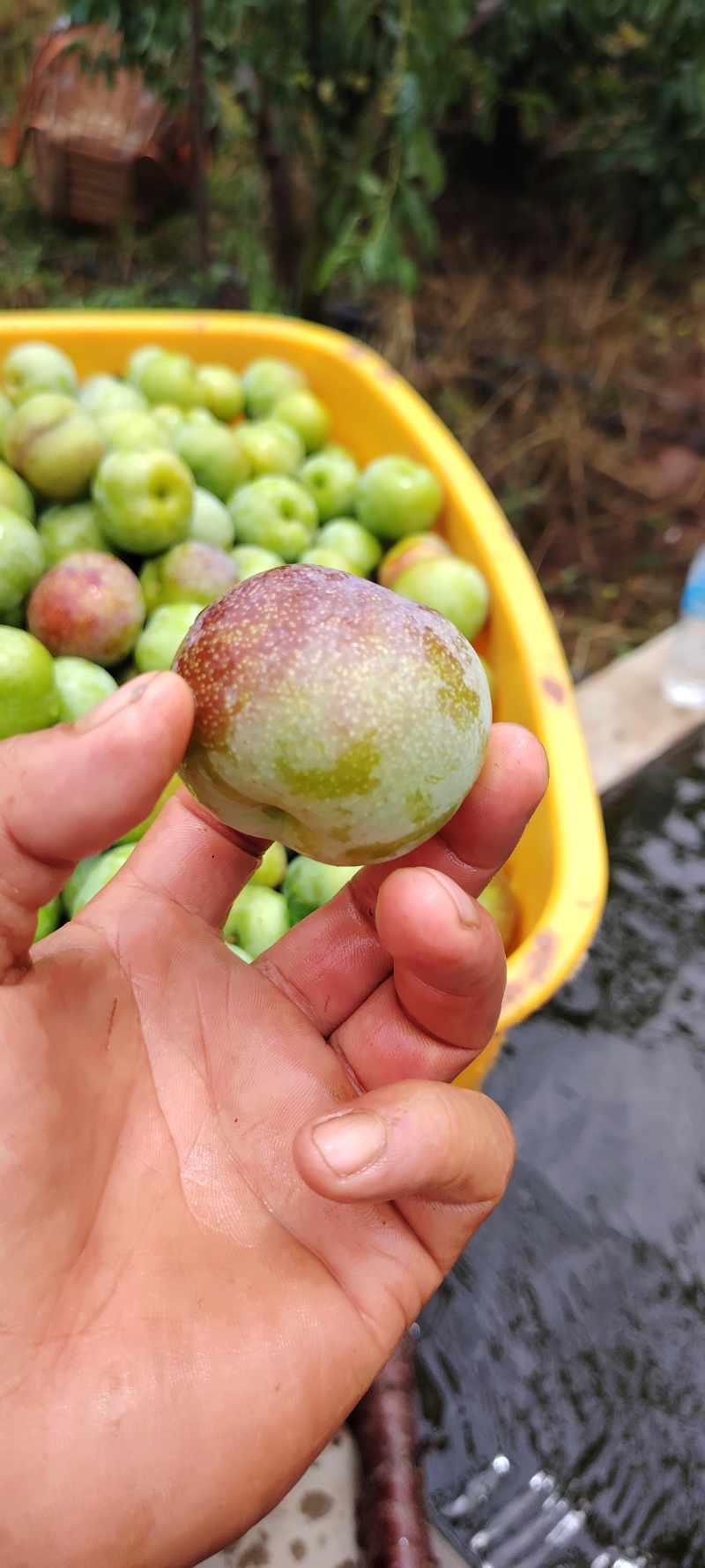 精品半边红，口感脆甜多汁。