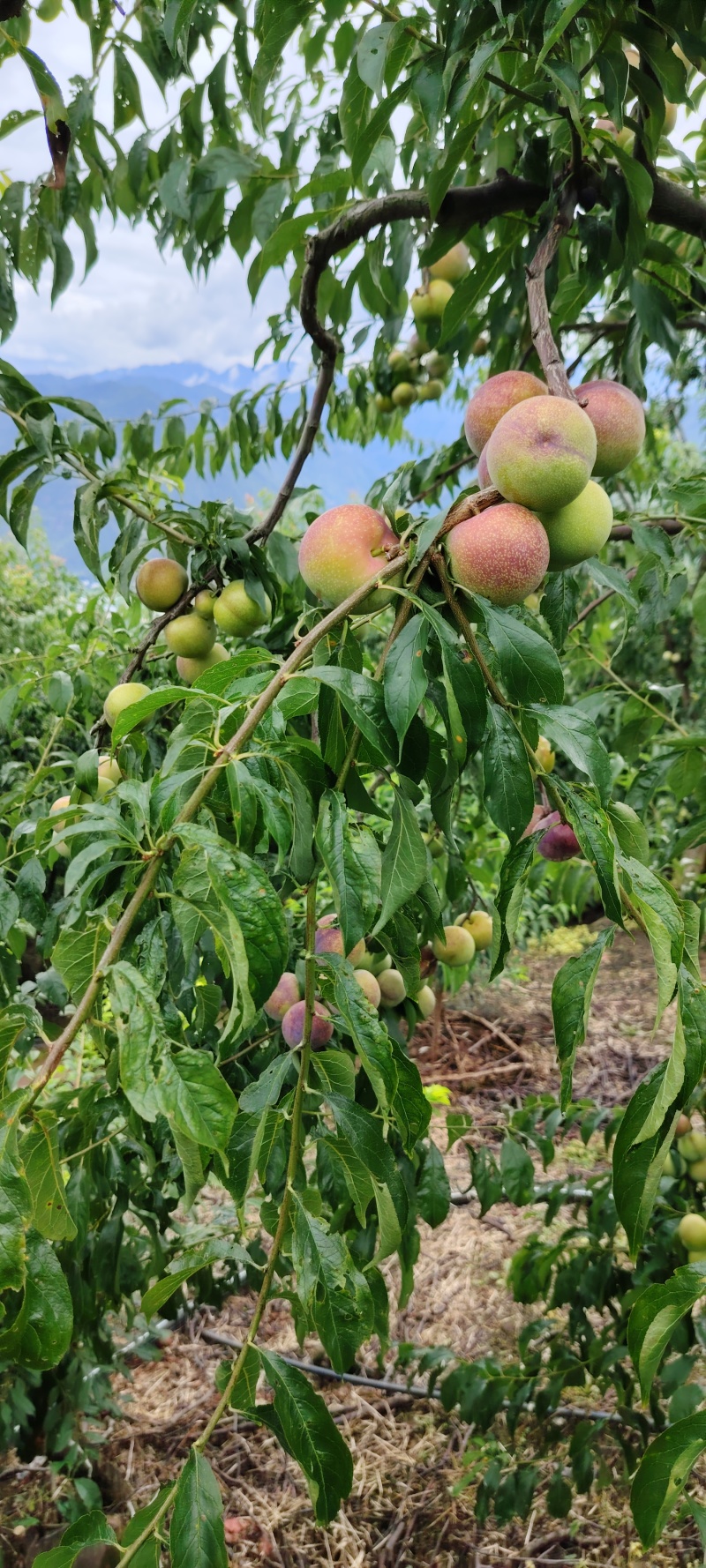 精品半边红，口感脆甜多汁。