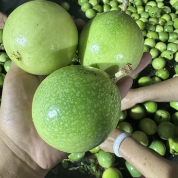 黄金百香果钦蜜9号