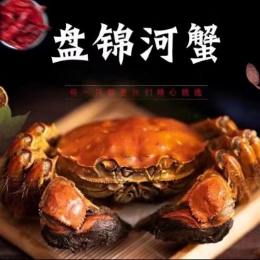 本人常年批发纯稻田盘锦河蟹。有需要的可以联系我。