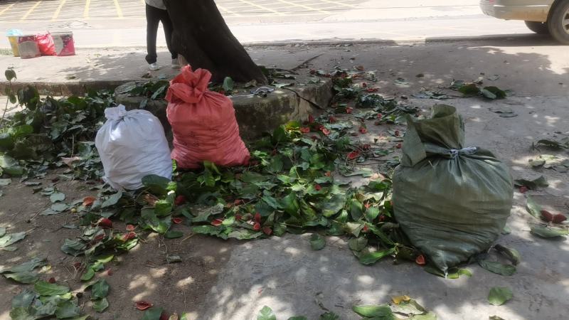 凤眼果六旺果九层皮上市，大量出售
