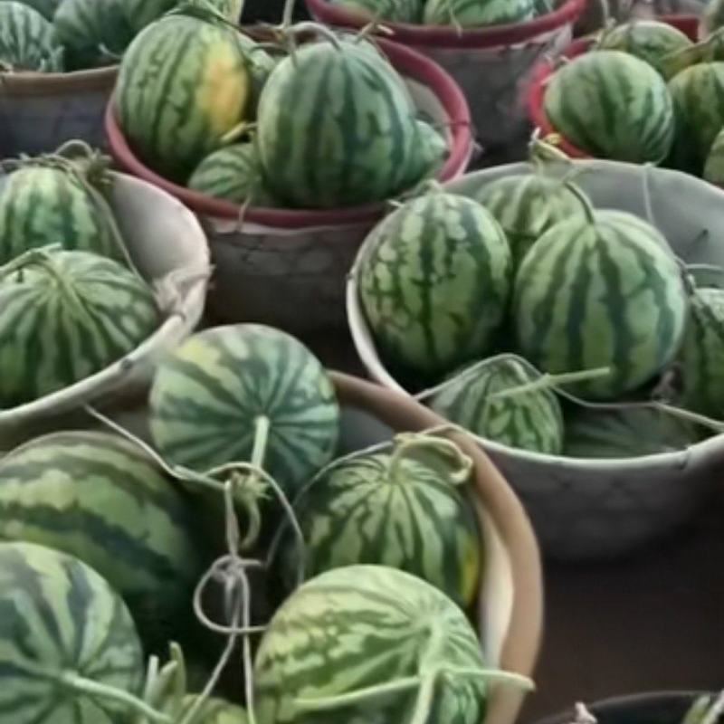 无籽麒麟