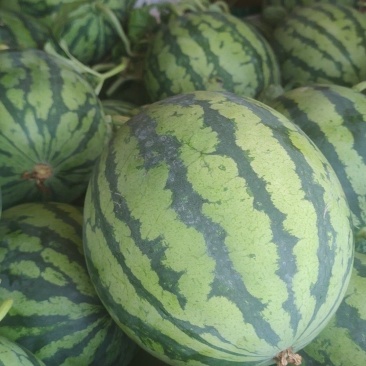 精品无籽麒麟