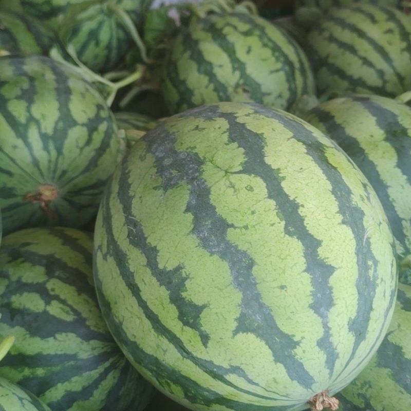 精品无籽麒麟