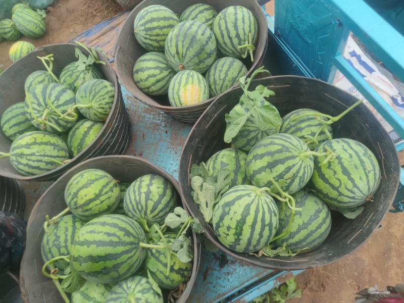 精品无籽麒麟