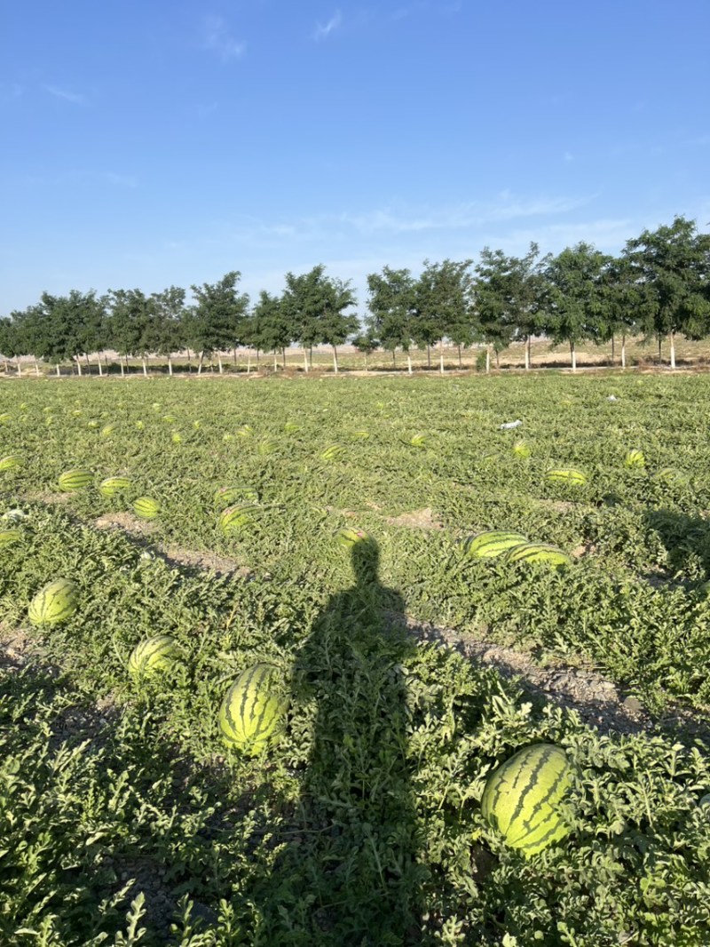 宁夏金花石头硒砂瓜、糖度13+、头茬、