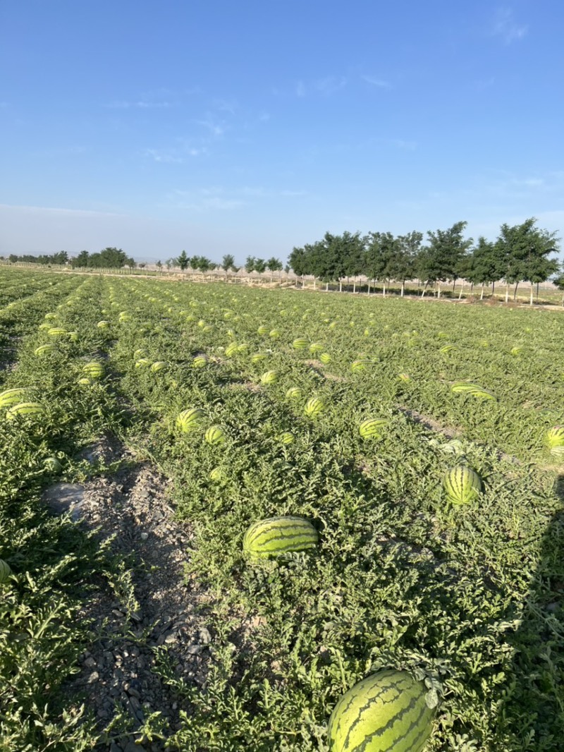 宁夏金花石头硒砂瓜、糖度13+、头茬、