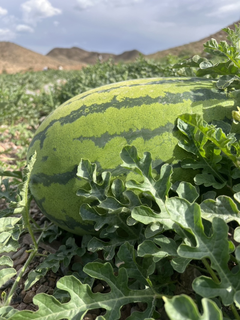 宁夏金花石头硒砂瓜、糖度13+、头茬、