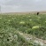 宁夏金花石头硒砂瓜、糖度13+、头茬、