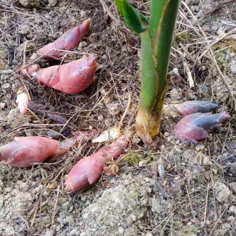 阳荷姜种根阳荷阳根洋河姜种根