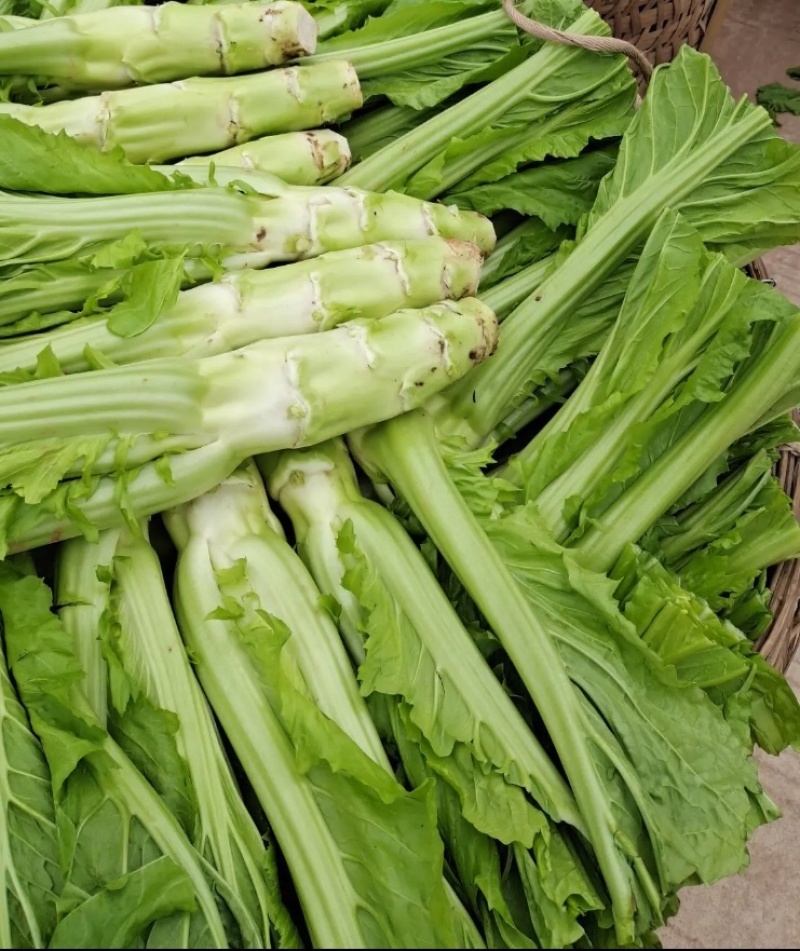 花叶大棒菜棒菜种子优质高产耐寒抗病商品性佳春秋季播种