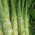 花叶大棒菜棒菜种子优质高产耐寒抗病商品性佳春秋季播种