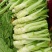 花叶大棒菜棒菜种子优质高产耐寒抗病商品性佳春秋季播种