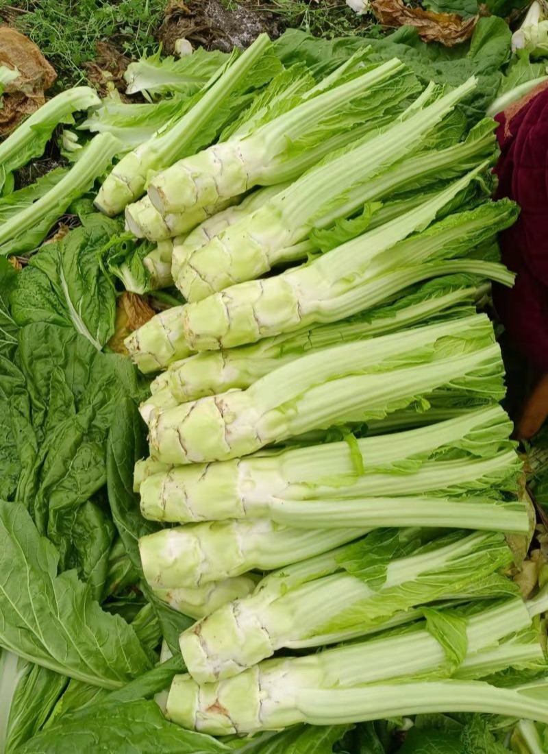 花叶大棒菜棒菜种子优质高产耐寒抗病商品性佳春秋季播种