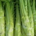 花叶大棒菜棒菜种子优质高产耐寒抗病商品性佳春秋季播种
