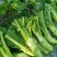 花叶大棒菜棒菜种子优质高产耐寒抗病商品性佳春秋季播种