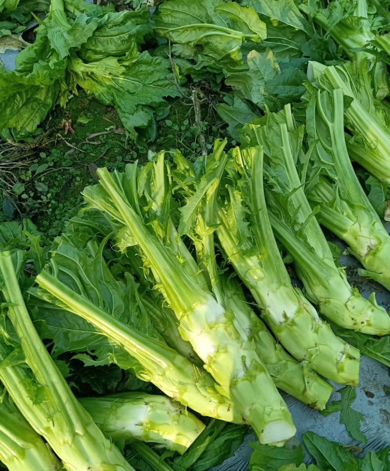 花叶大棒菜棒菜种子优质高产耐寒抗病商品性佳春秋季播种