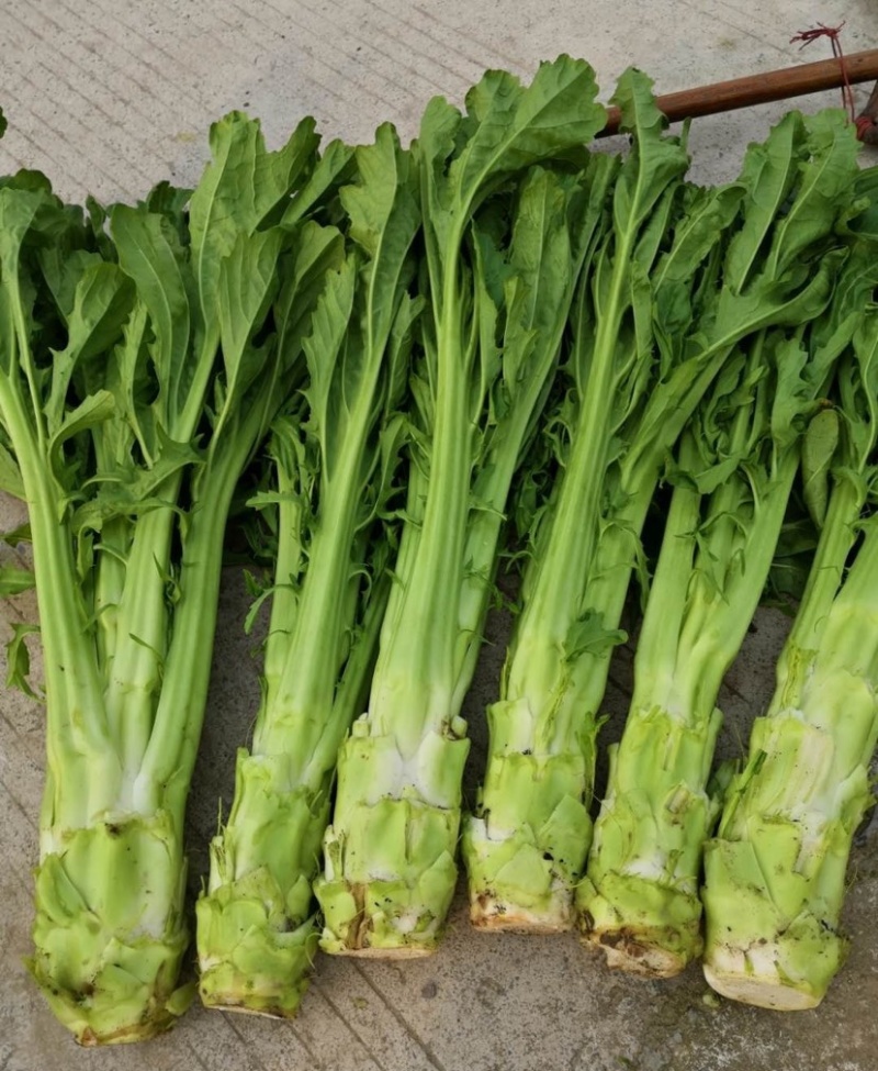 花叶大棒菜棒菜种子优质高产耐寒抗病商品性佳春秋季播种