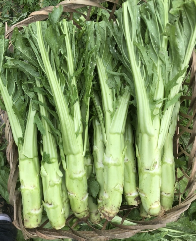 花叶大棒菜棒菜种子优质高产耐寒抗病商品性佳春秋季播种