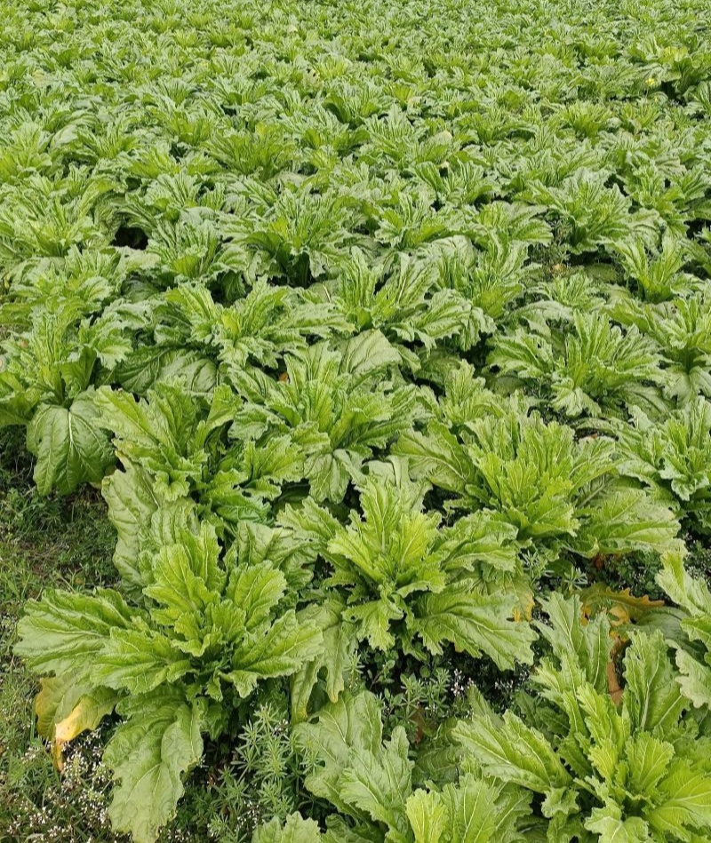 花叶大棒菜棒菜种子优质高产耐寒抗病商品性佳春秋季播种