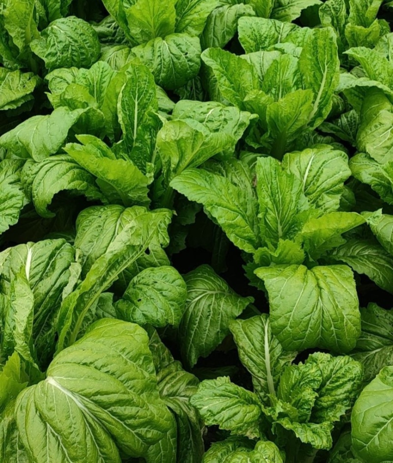 花叶大棒菜棒菜种子优质高产耐寒抗病商品性佳春秋季播种