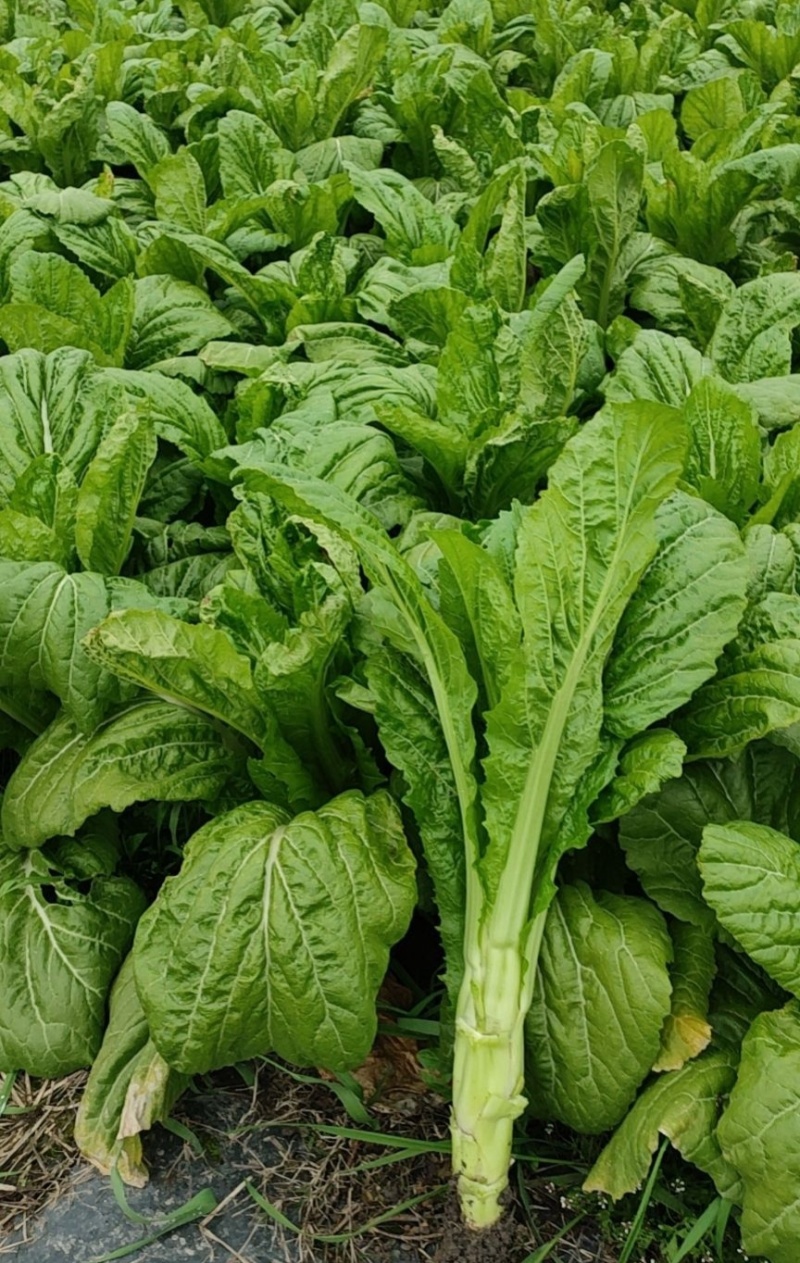 花叶大棒菜棒菜种子优质高产耐寒抗病商品性佳春秋季播种