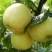 洋县朱鹮之乡黄金梨